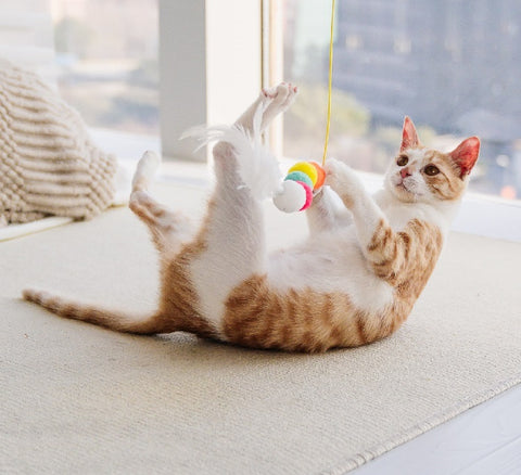 Cat Toys Simulated Cute Toys Funny Self-hey Interactive Toy Rope Grabbing Mouse Telescopic Hanging Cat Pet Supplies