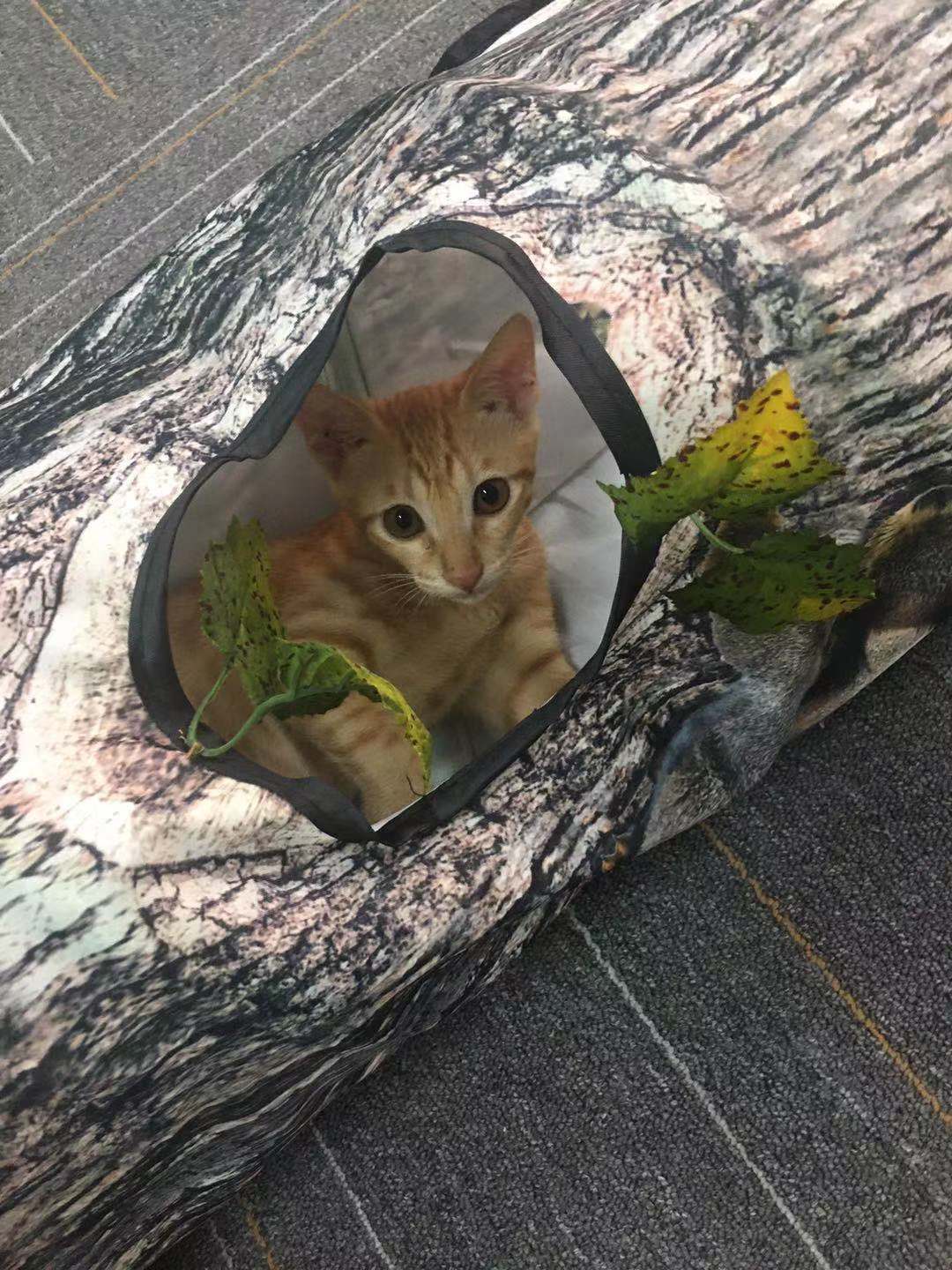 Tree Pattern Tunnel Pet Zhiyi Cat Toy Pets Supplies Dog Toys - Rokkaku 18 online shop
